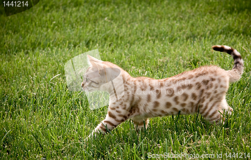 Image of Young bengal kitten