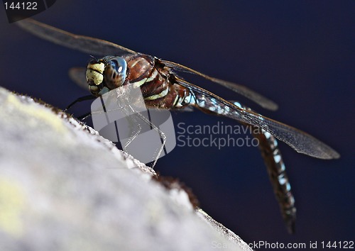 Image of dragonfly