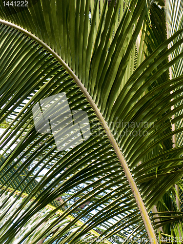 Image of Fern leaf against the sky