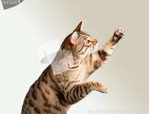 Image of Bengal kitten stretching its claws