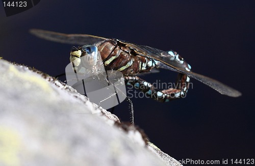 Image of watching dragonfly