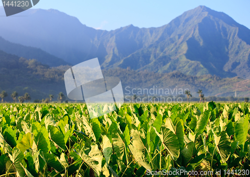 Image of Taro plants at Hanalei