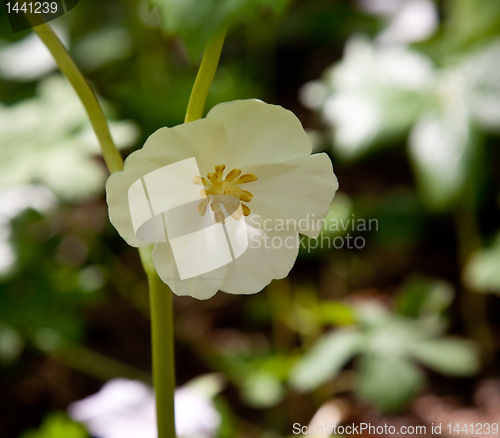 Image of White trillium in forest