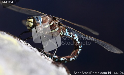 Image of dragonfly waiting