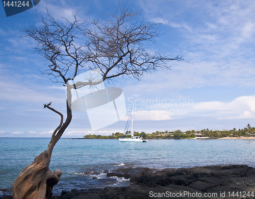 Image of Hawaiian Bay with Tree and Boat