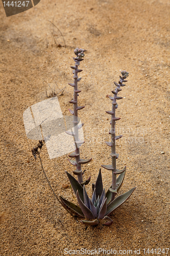 Image of Small cactus growing from sand in Torrey Pines