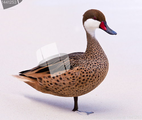 Image of Bahama duck on sandy beach