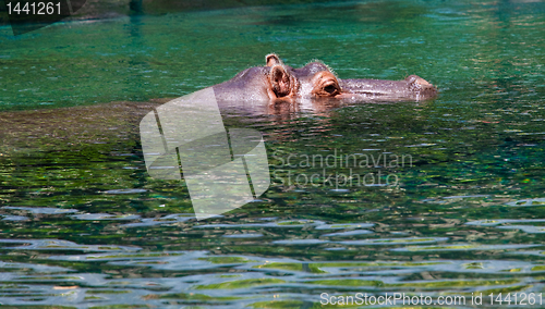 Image of Eyes and ears of a hippo