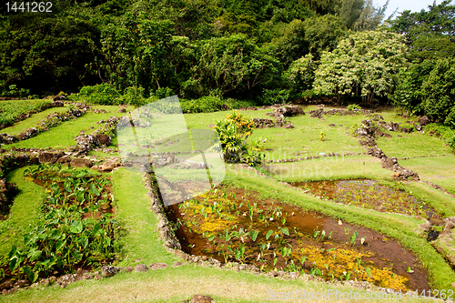 Image of Terraced agriculture on Kauai