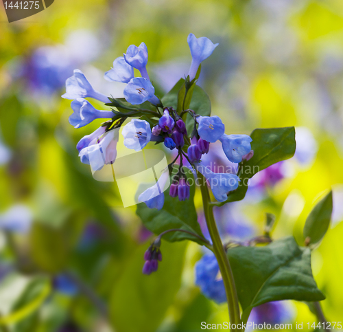 Image of Close up of bluebells in April