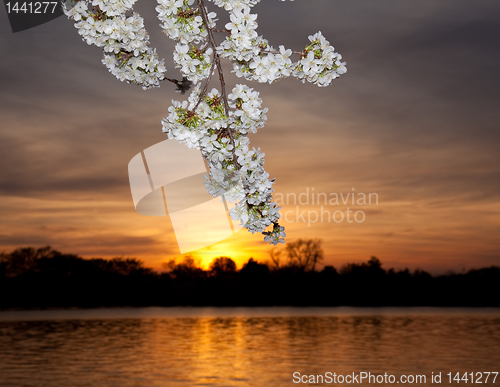Image of Cherry blossoms against sunset