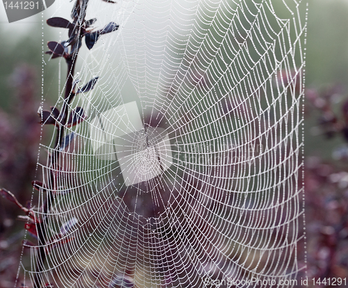 Image of Cobweb on misty morning