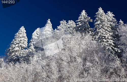 Image of Pine trees covered in snow on skyline