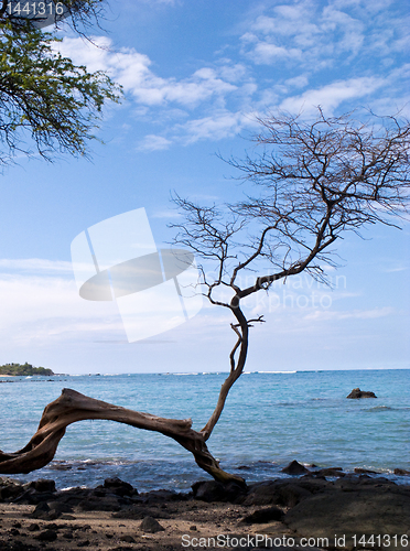 Image of Hawaiian beach framed by single gnarled tree