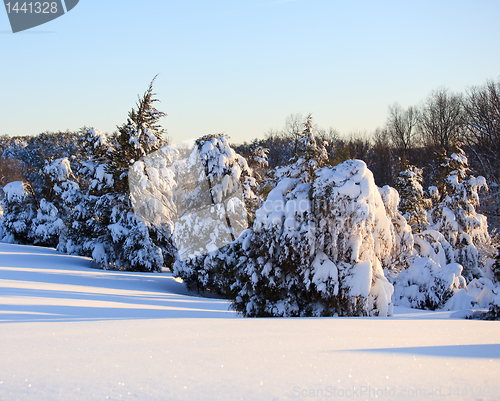 Image of Snow covered conifer trees