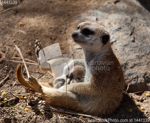 Image of Small Meerkat with baby in lap