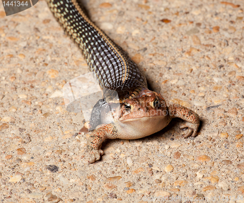 Image of Gartner snake swallowing toad