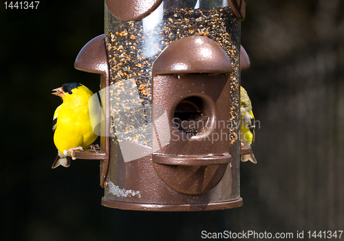 Image of Goldfinch eating from  bird feeder