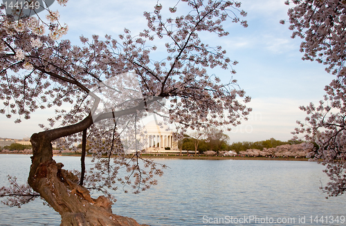 Image of Jefferson Memorial behind cherry blossom