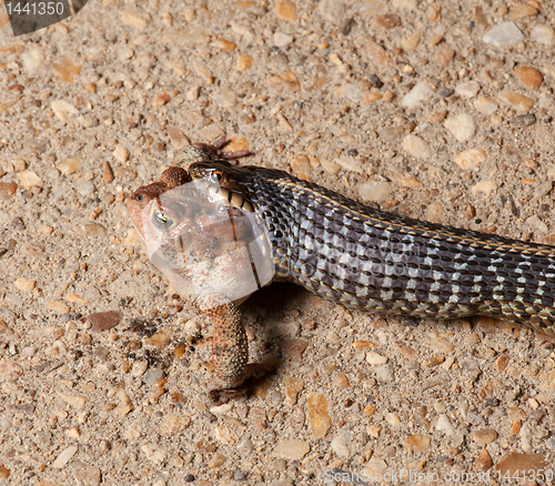 Image of Gartner snake swallowing toad