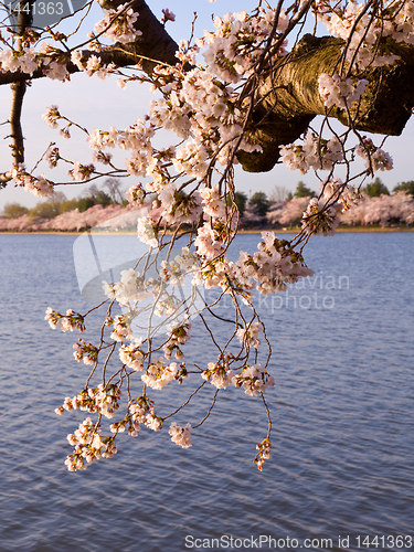 Image of Cherry Blossom Trees by Tidal Basin