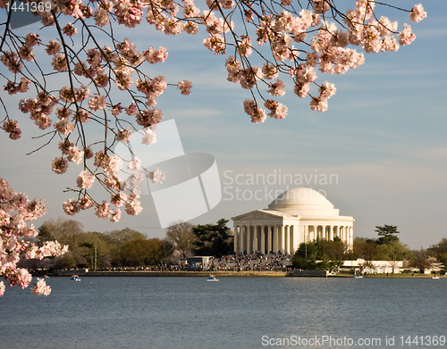 Image of Cherry Blossom and Jefferson Monument