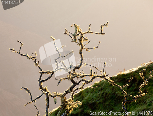 Image of Yellow lichen on tree twigs