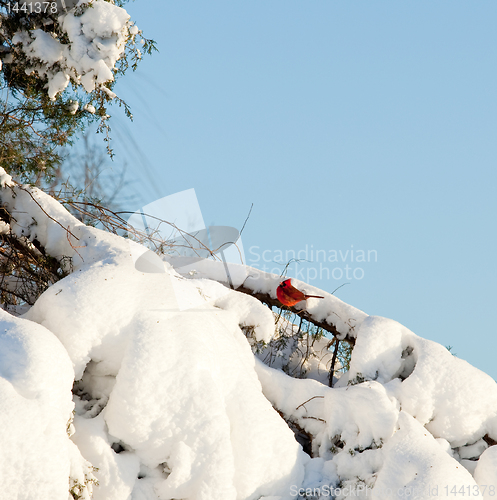 Image of Red Cardinal on snowy conifer