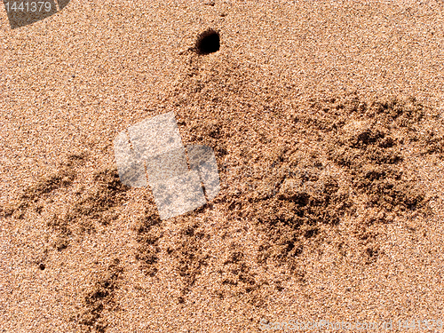 Image of Hole in sand dug by crab
