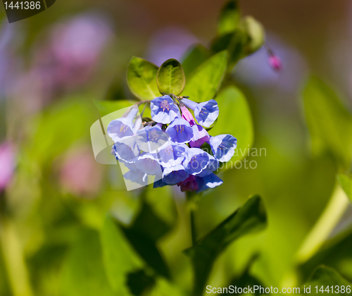 Image of Close up of bluebells in April