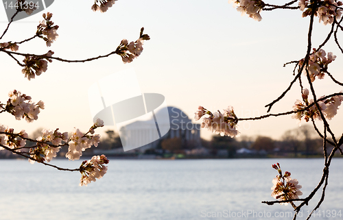 Image of Cherry Blossom and Jefferson Memorial