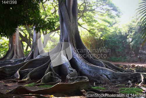 Image of Jurassic Tree Roots