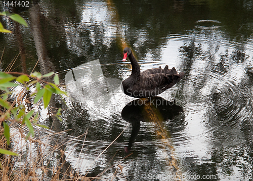 Image of Black swan with ripples