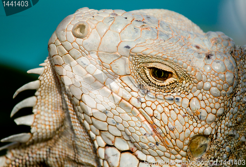 Image of Eye of Iguana