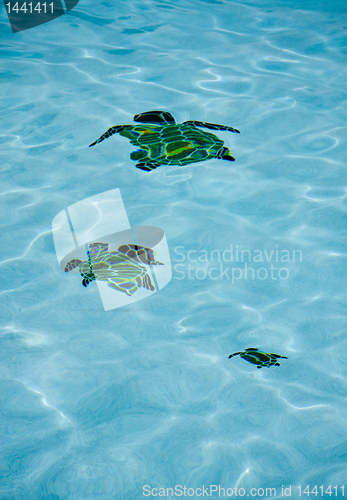 Image of Pool Turtles