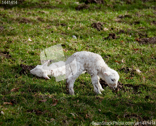 Image of New born lamb twins with mother