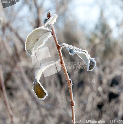 Image of Sunlight on frosted leaves