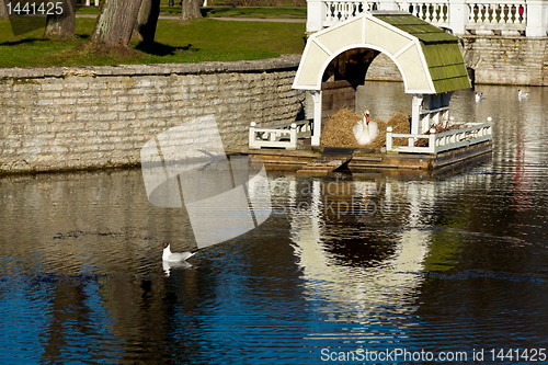 Image of Swan on nest in Tallinn