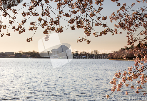 Image of Cherry Blossom and Jefferson Memorial