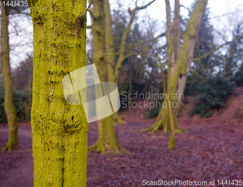 Image of Close up of green mossy bark on tree