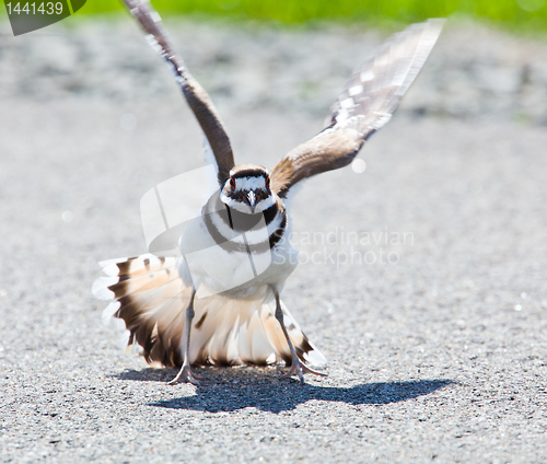 Image of Killdeer bird warding off danger