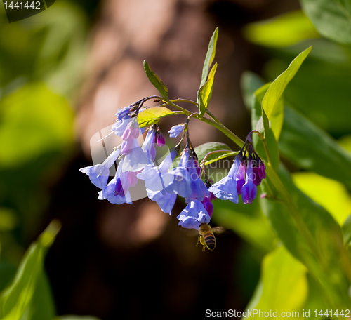 Image of Close up of bluebells in April