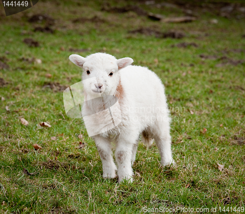 Image of Single new born lamb