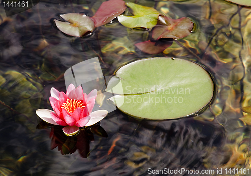 Image of Red Water lily on edge of leaves