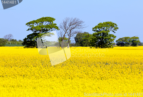 Image of Oilseed rape blossoms