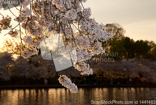 Image of Cherry blossoms against sunset