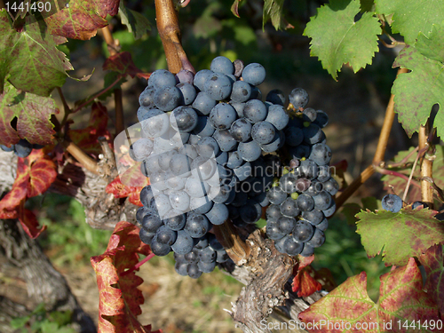 Image of Close up of a bunch of grapes