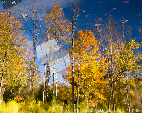 Image of Reflection of fall leaves