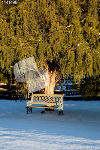 Image of Bench under large conifer tree