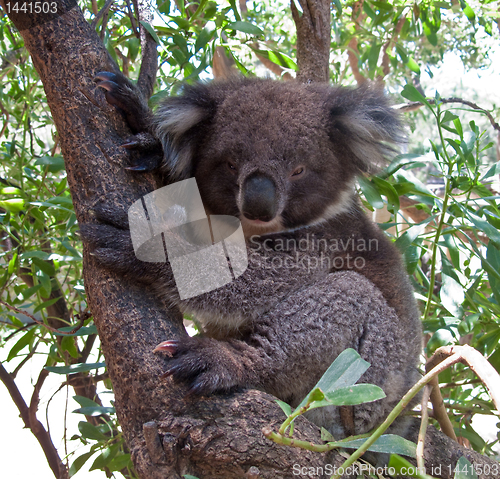 Image of Koala Bear in tree